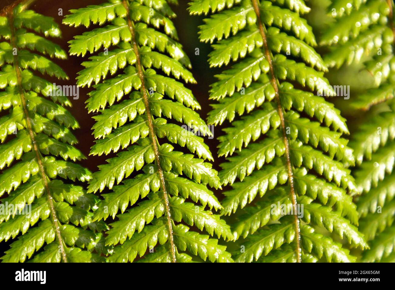 the-silver-fern-endemic-to-new-zealand-is-symbolic-and-a-source-of