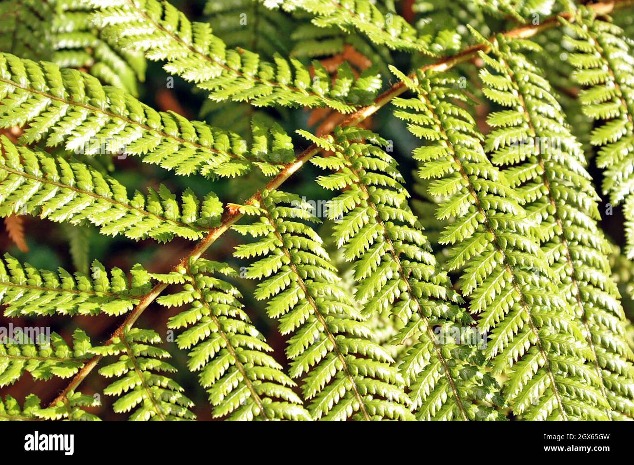 The silver fern, endemic to New Zealand, is symbolic and a source of identity for New Zealanders.  The fern was used historically by the Maori to mark night trails.  The flip-side of the green fern appears silver in the moonlight thus providing trail markings. Stock Photo