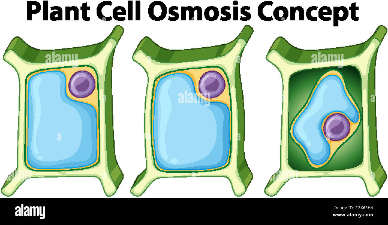 Cell osmosis hi-res stock photography and images - Alamy