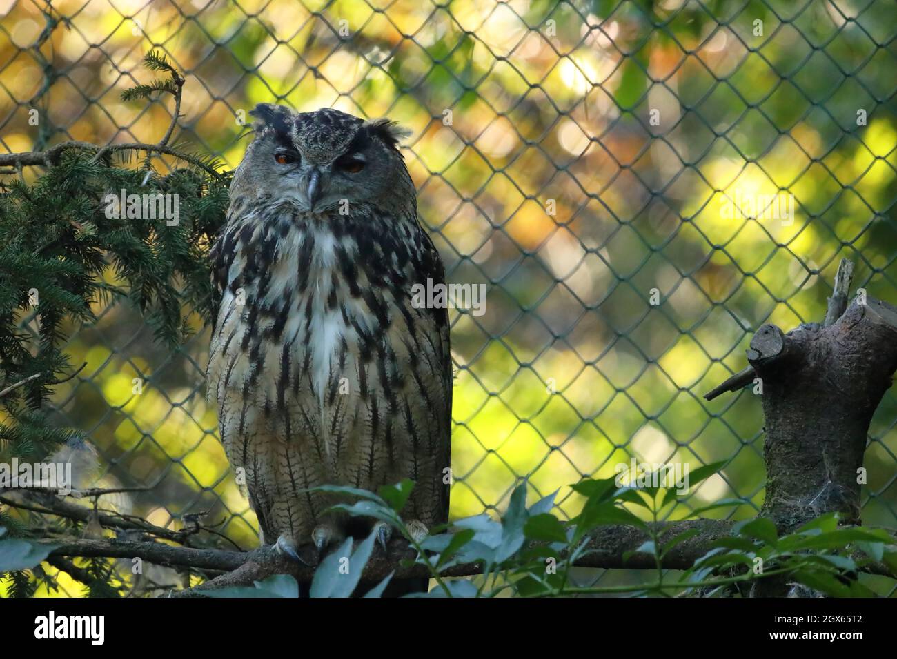 The majestic Eagle owl sitting on the branch. Wildlife photo. Stock Photo