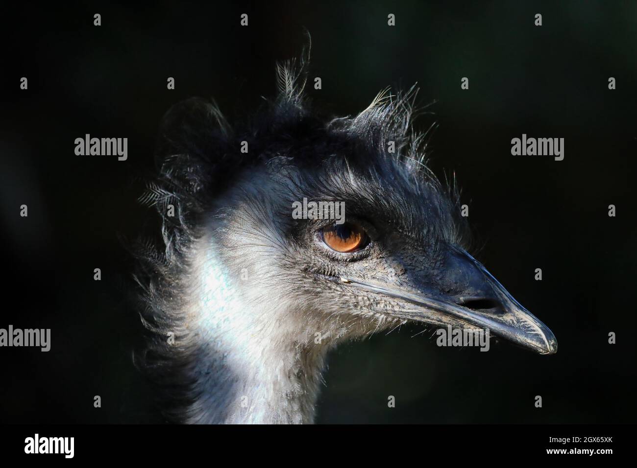 Close up of an emu head. Wildlife photo. Stock Photo