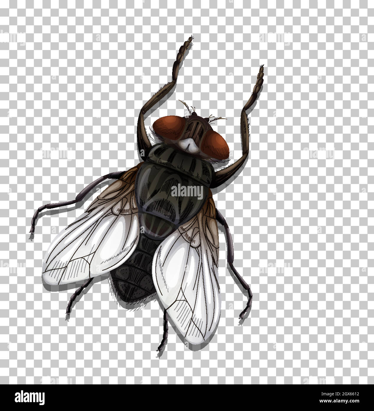 Fly insect isolated on transparent Stock Vector