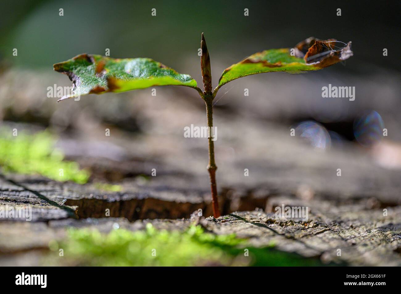 A new beech tree is born on an old trunk. Stock Photo