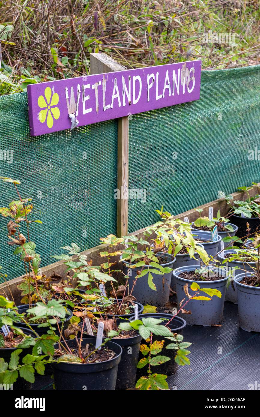 wetland plants for sale at a garden centre in norfolk uk. handwritten