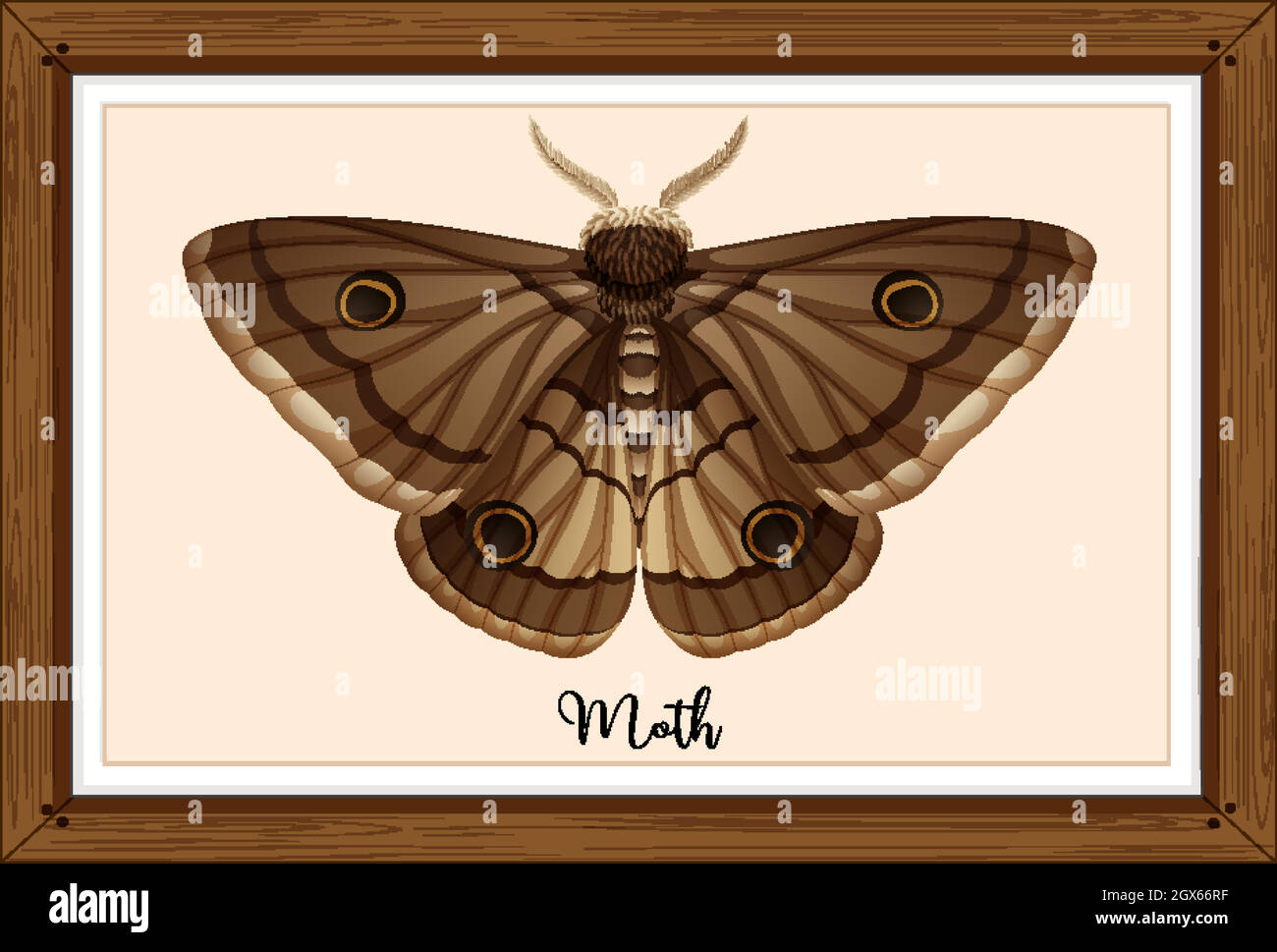 Moth on wooden frame Stock Vector