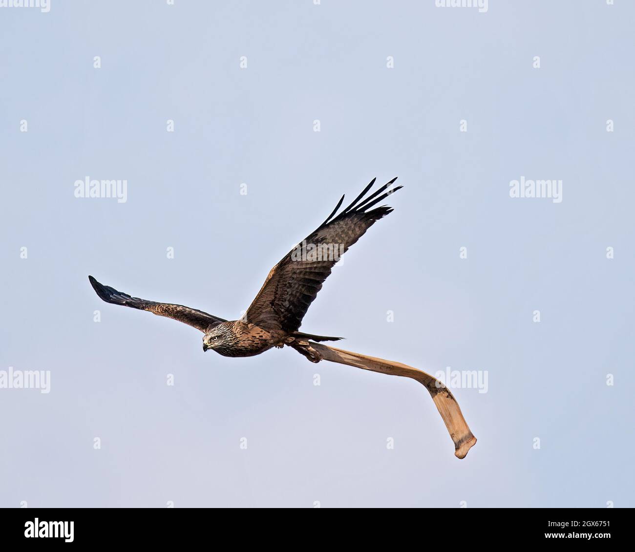 flying red kite with special prey, a silk stocking Stock Photo