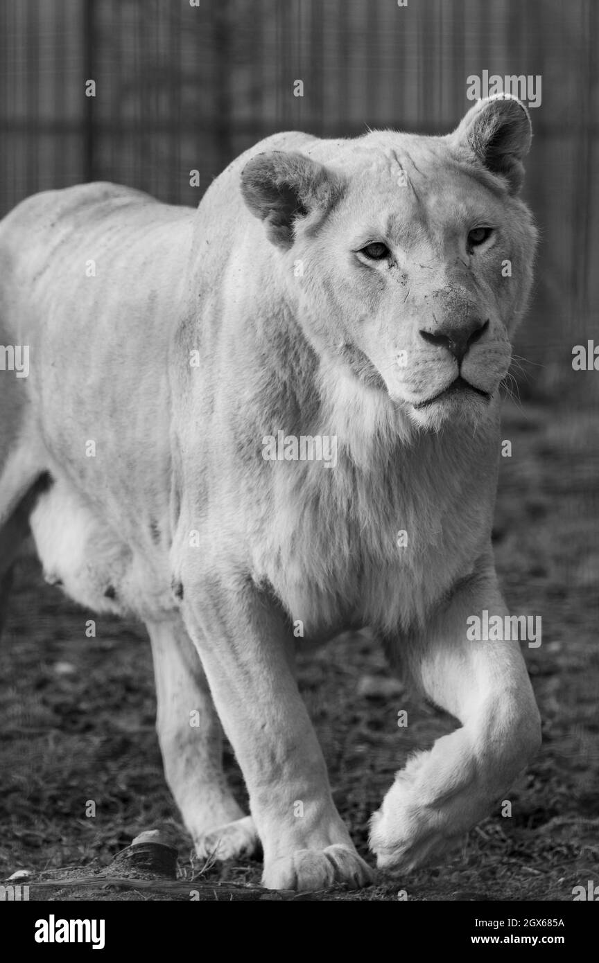 Rare and endangered species of white lions, the zoo and animal life in