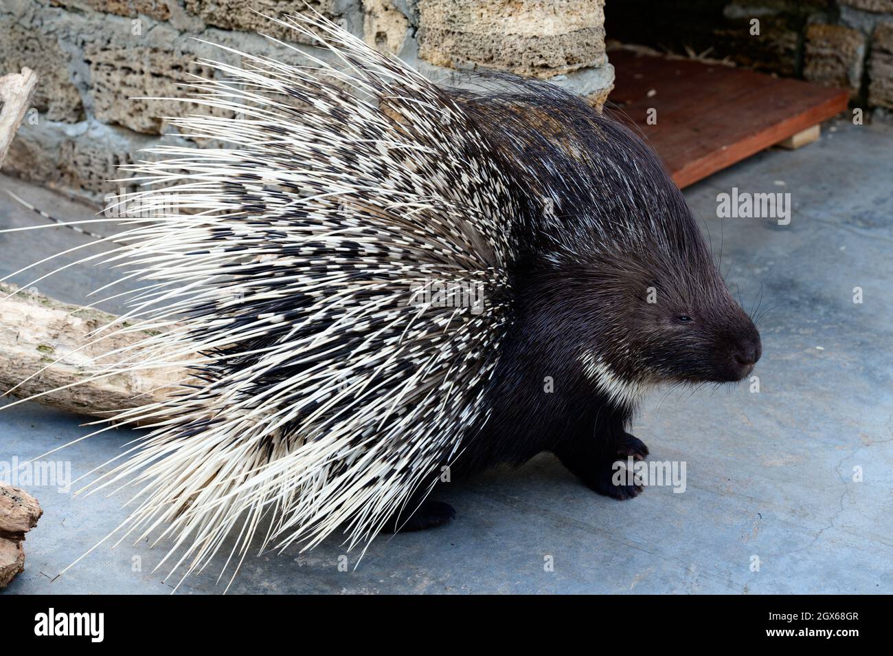 porcupine prickly animal with needles on its back, a resident of the zoo, Ukraine Stock Photo