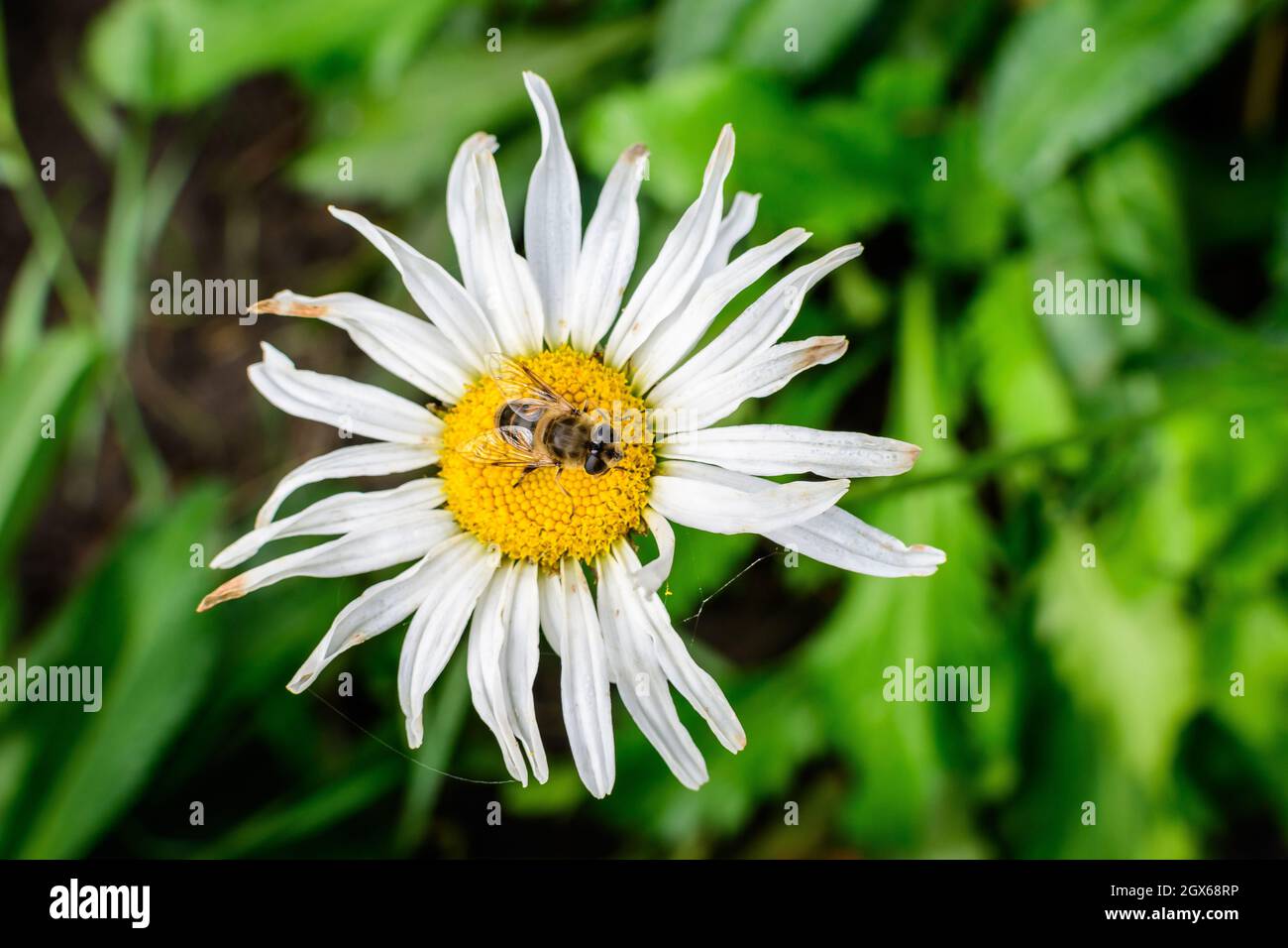 Close up of one large white Leucanthemum vulgare flower known as ox - eye daisy, oxeye daisy or dog daisy in a sunny summer garden, fresh natural outd Stock Photo