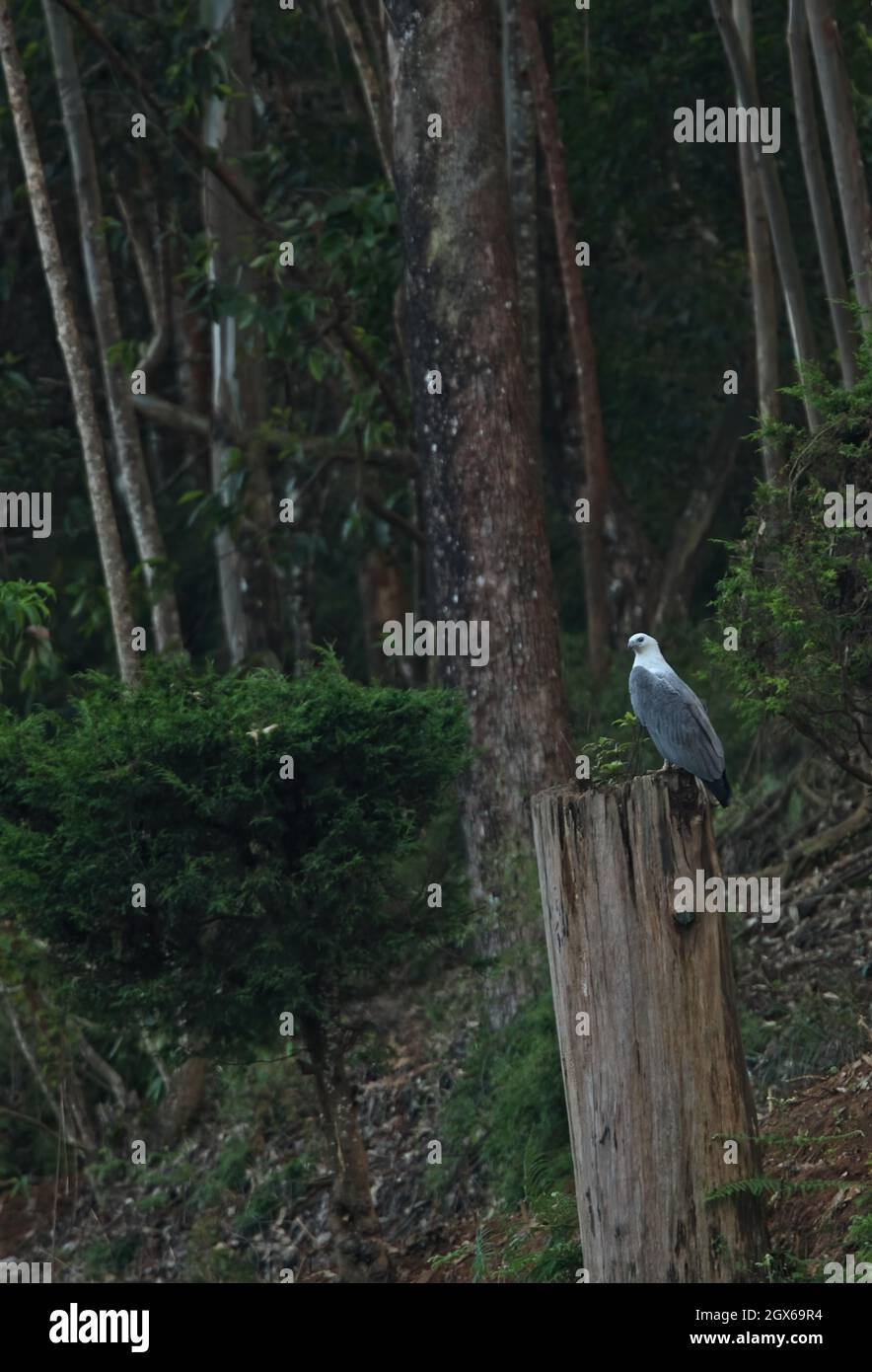 White bellied sea eagle sri lanka hi-res stock photography and images ...
