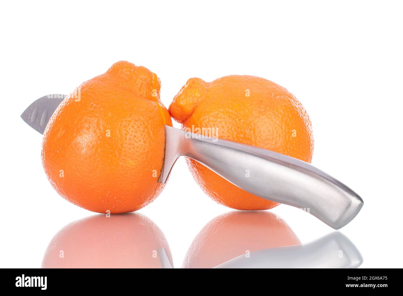 Two juicy sweet minneola with a metal knife, closeup, isolated on
