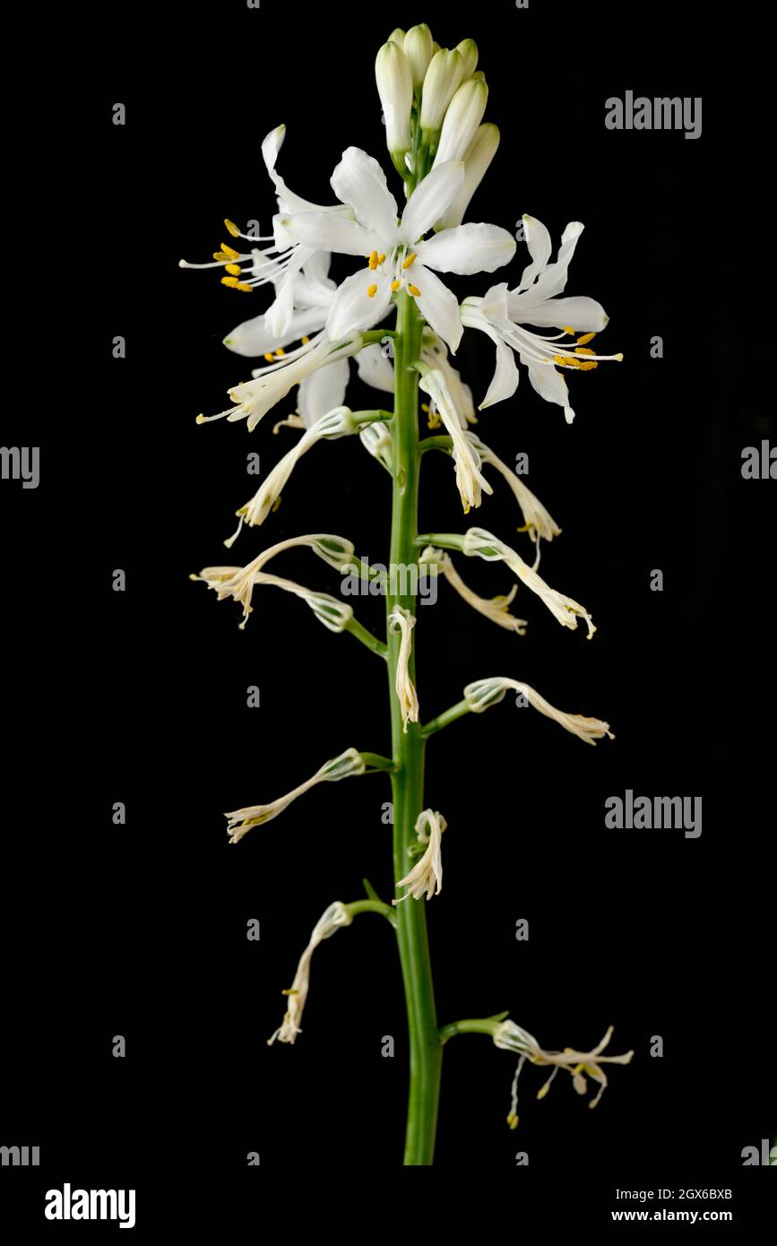 Paradisea lusitanica  Flowers and seed pods forming when flowers die  May Stock Photo