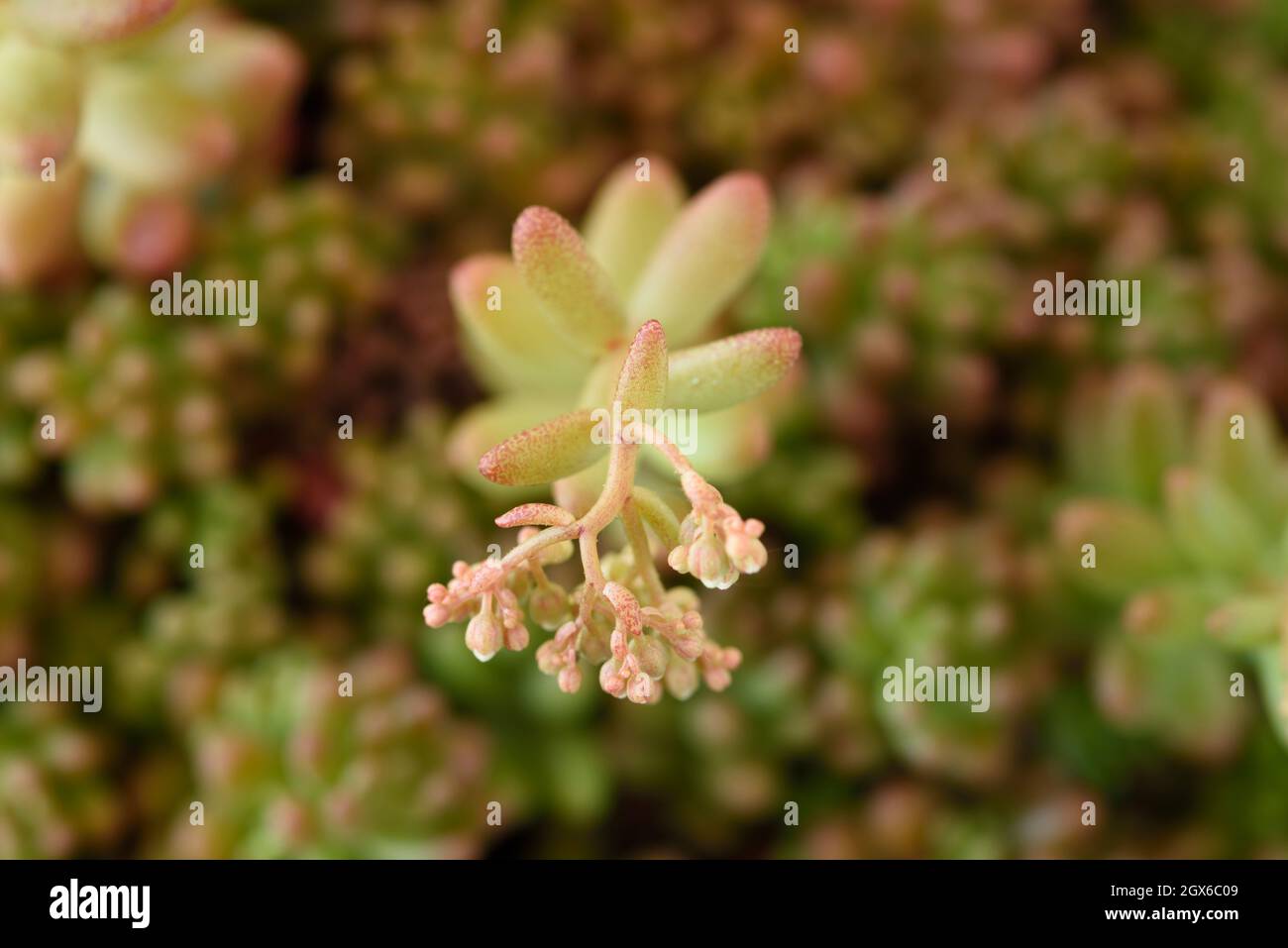 Sedum album  'Coral Carpet'  White stonecrop  Flower buds  May Stock Photo