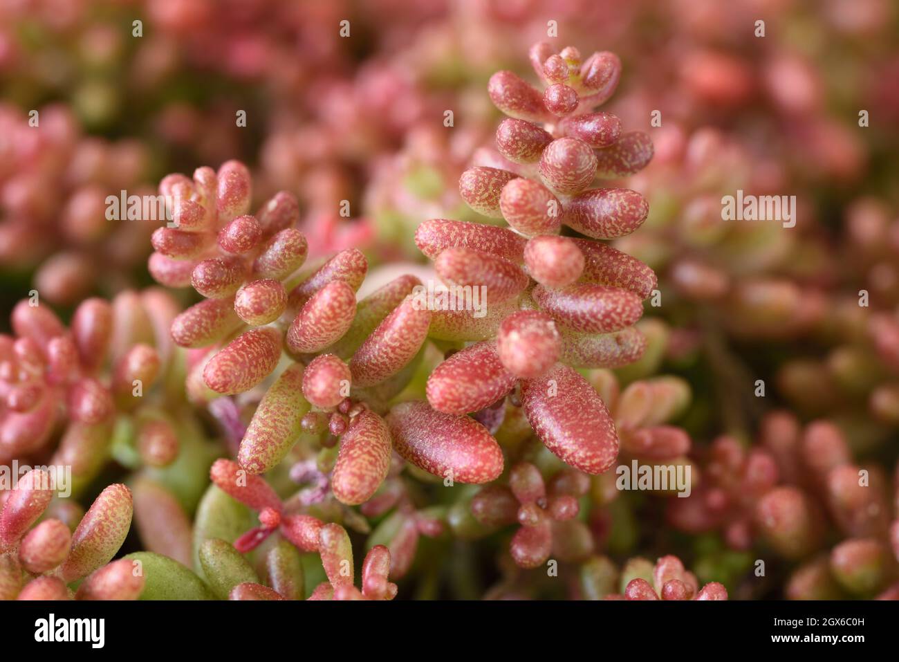 Sedum album  'Coral Carpet'  White stonecrop  September Stock Photo