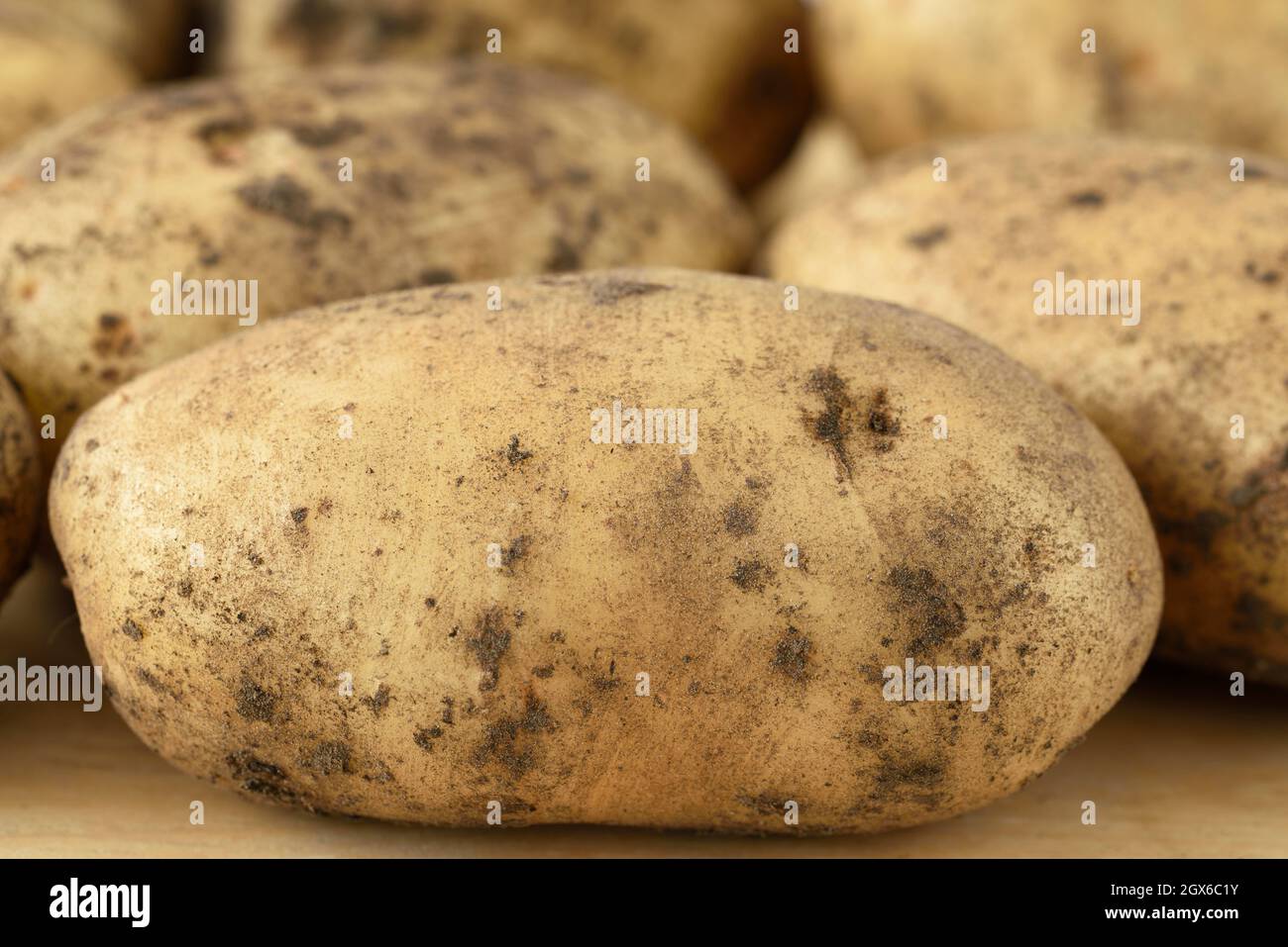 Solanum tuberosum  'Maris Peer'  Second early potato  Unwashed tubers  August Stock Photo