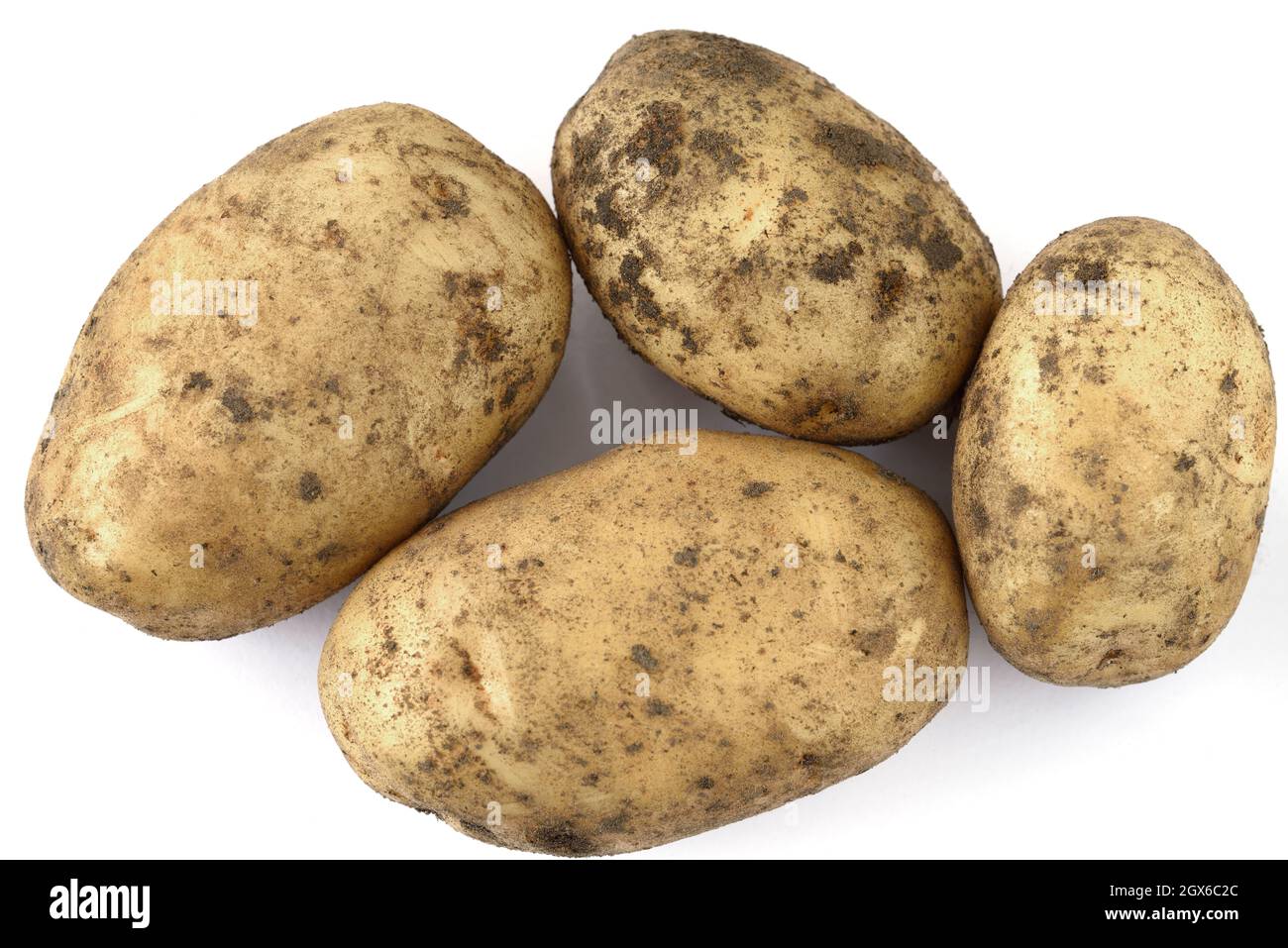 Solanum tuberosum  'Maris Peer'  Second early potato  Unwashed tubers  August Stock Photo