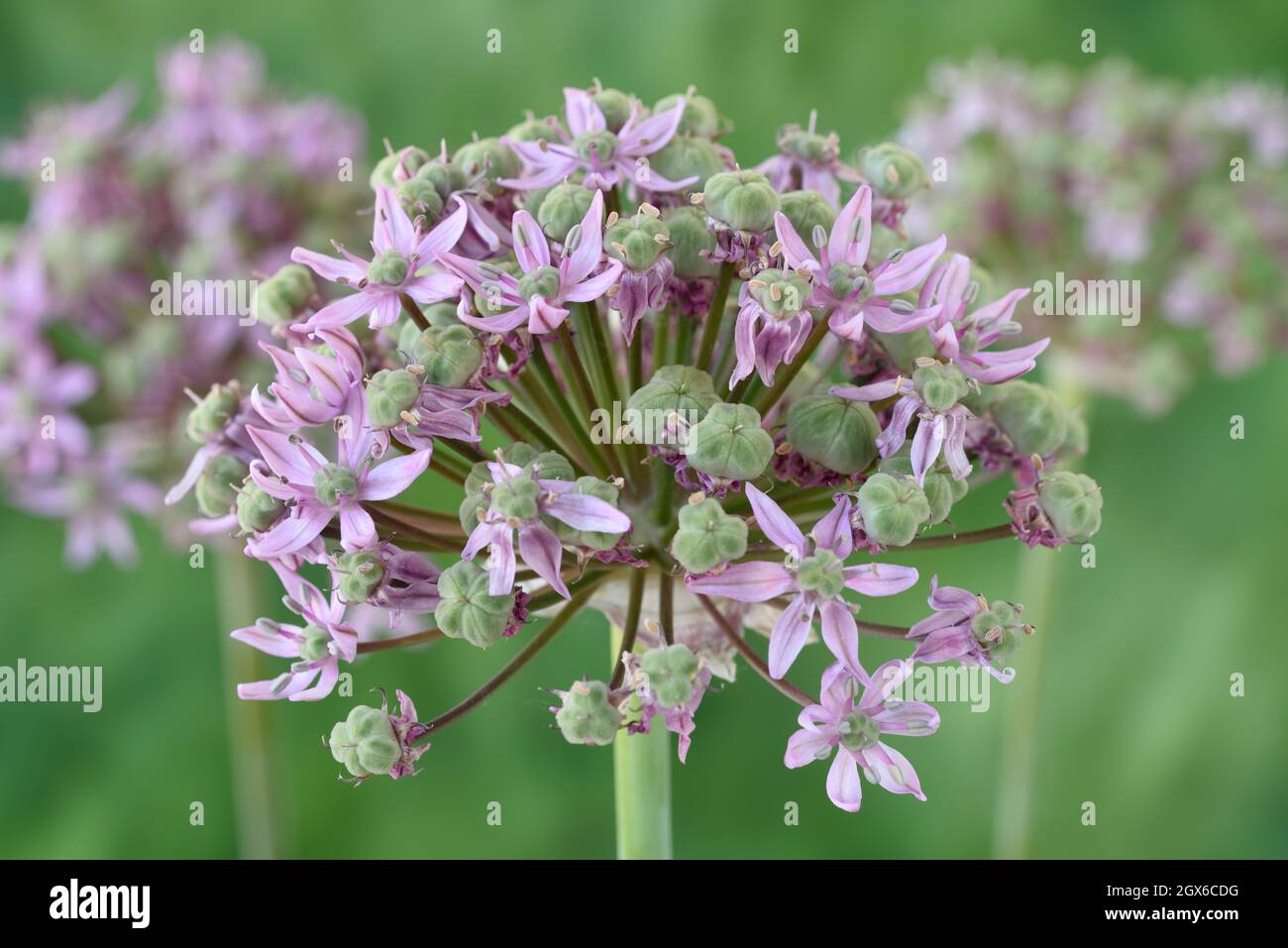Allium  'Pink Jewel'  Ornamental onion  Seed pods forming as flowers die  June Stock Photo