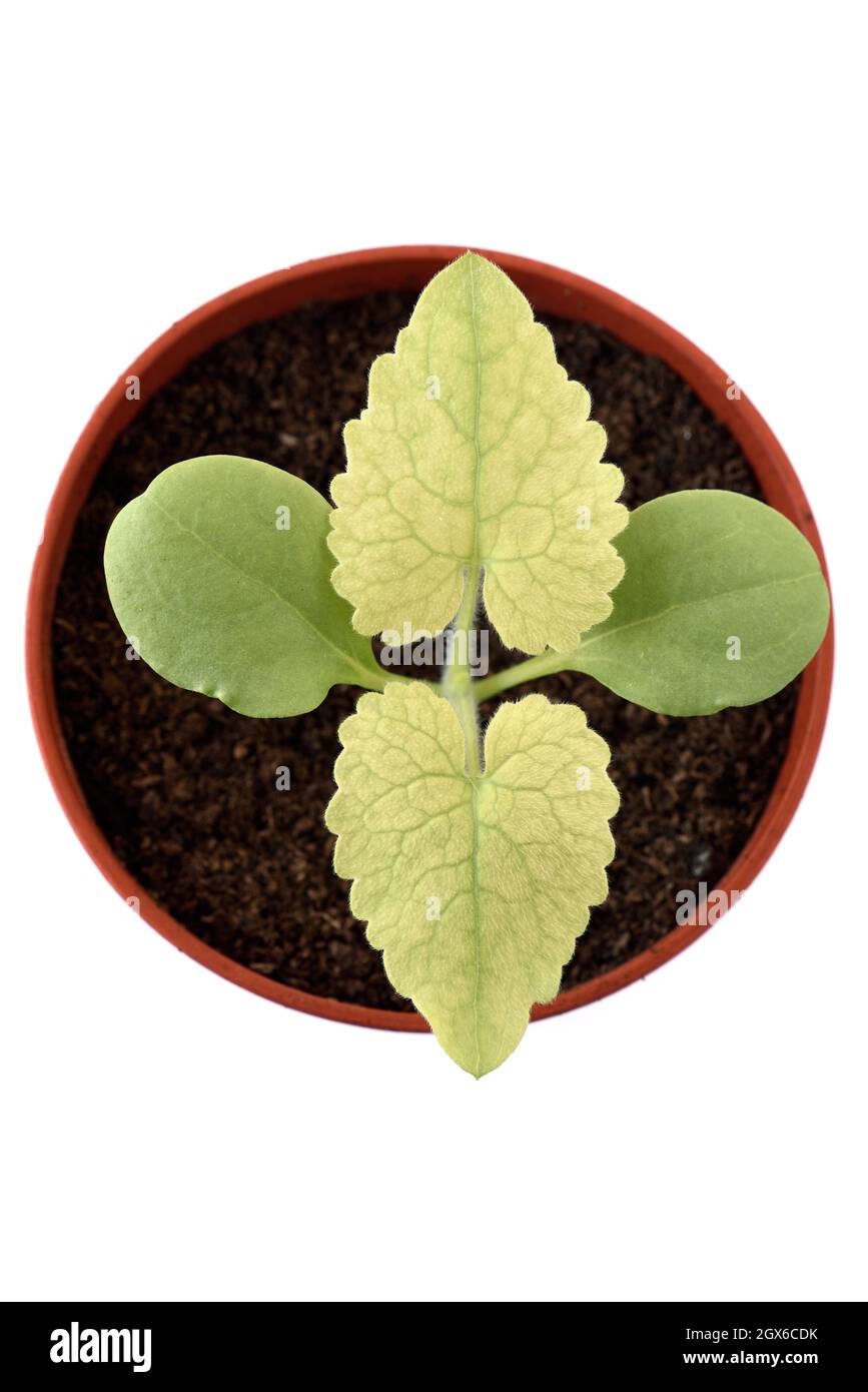 Lunaria annua  Honesty  Young plant in plastic pot showing seed leaves and first true leaves  June Stock Photo