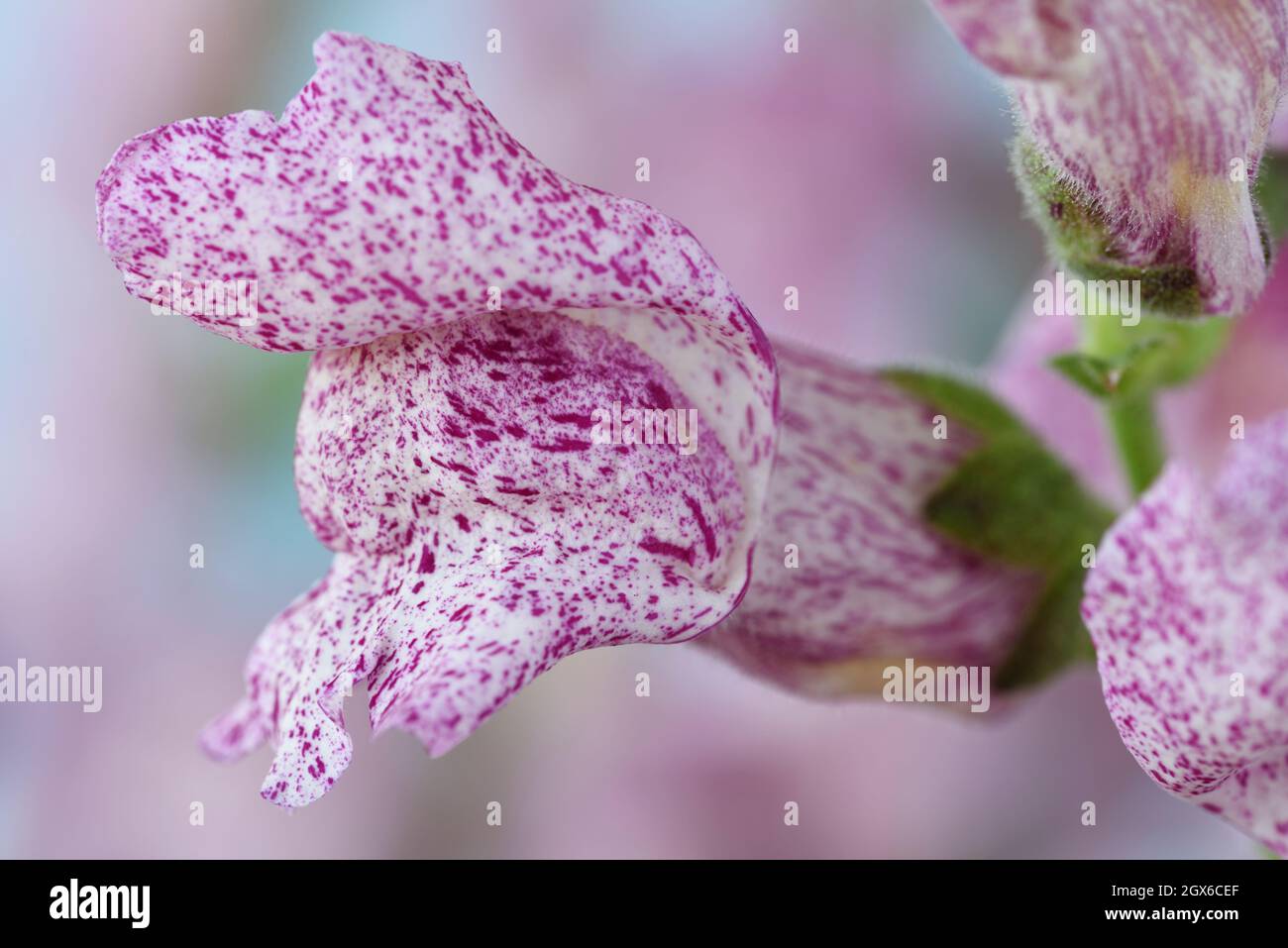 Antirrhinum majus 'Purple Twist' White flowers with variable