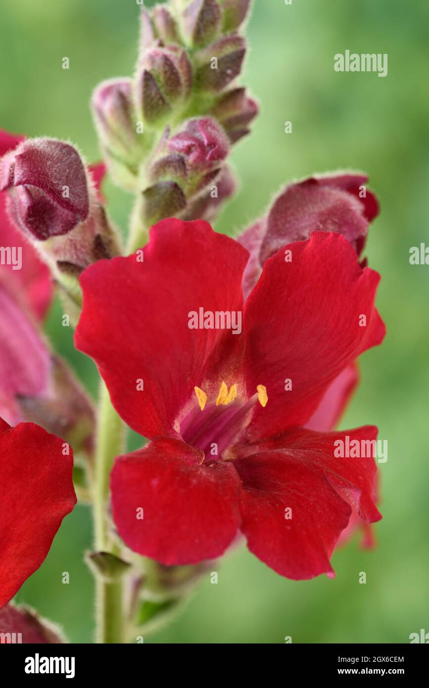 Antirrhinum majus  'Sachmo' (mixed)  Open flowered form of snapdragon  One colour from mixed  August Stock Photo