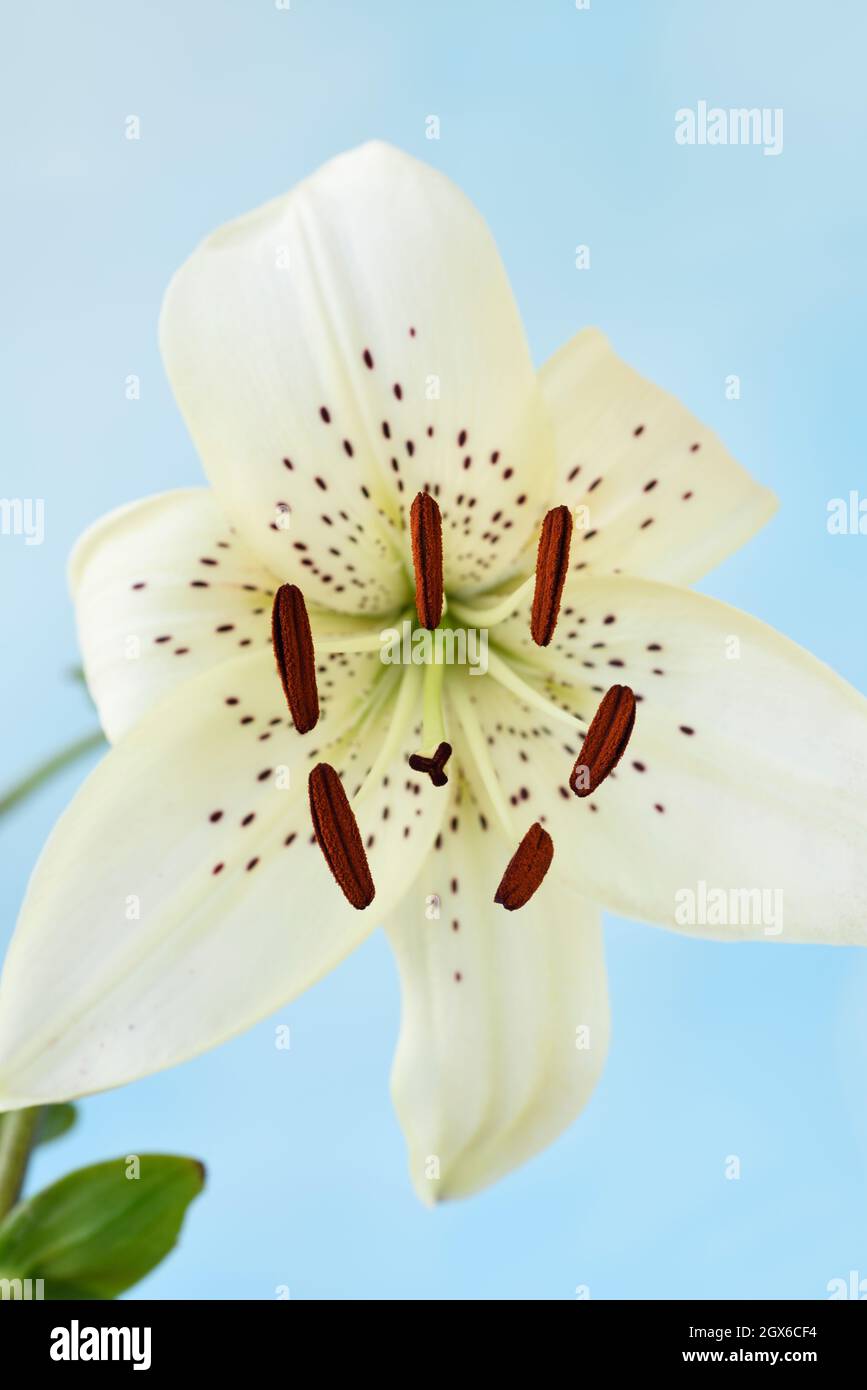 Lilium  'White Twinkle'  Asiatic Lily  June Stock Photo