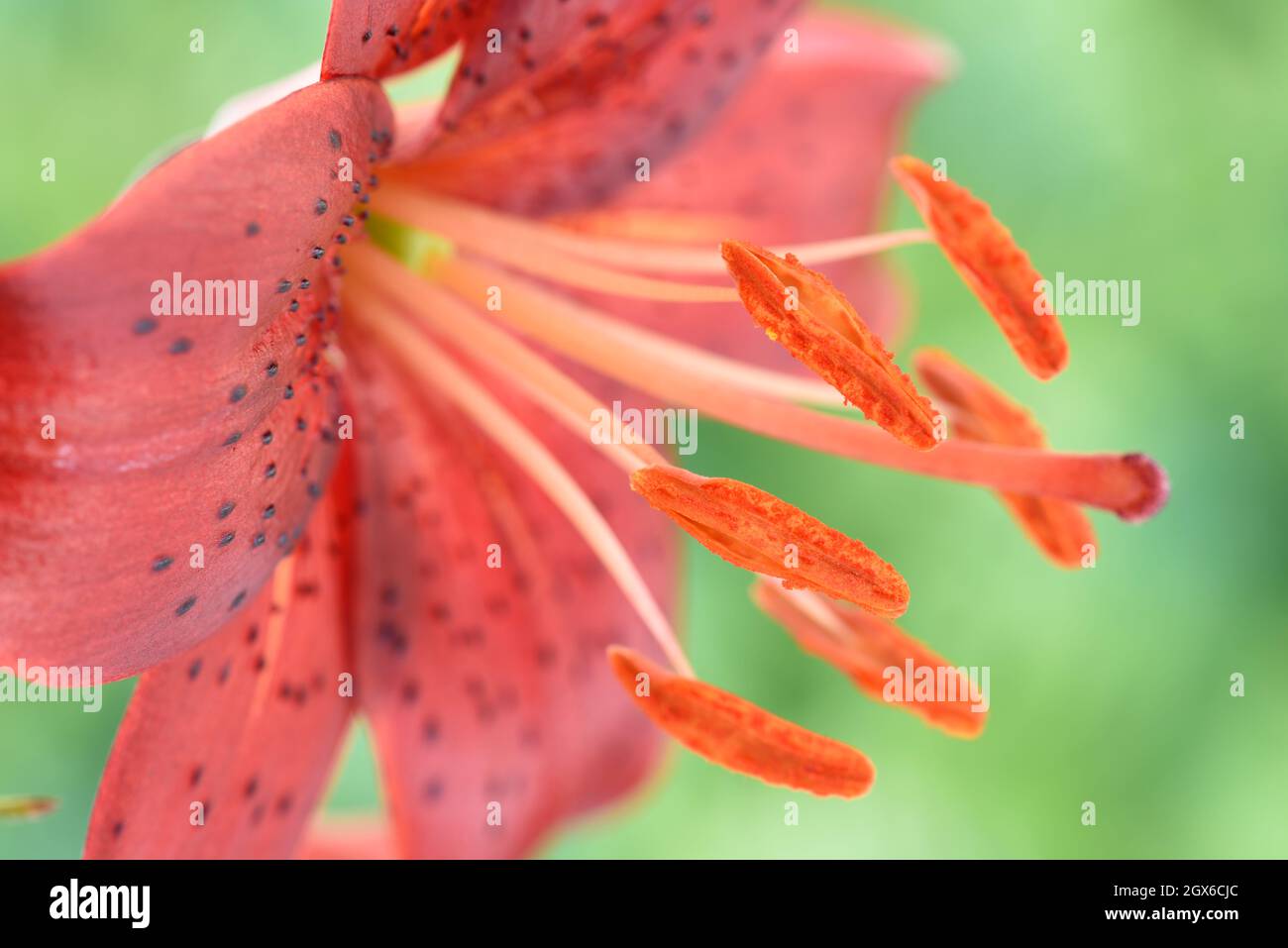 Lilium 'Red Velvet' Asiatic Lily June Stock Photo Alamy