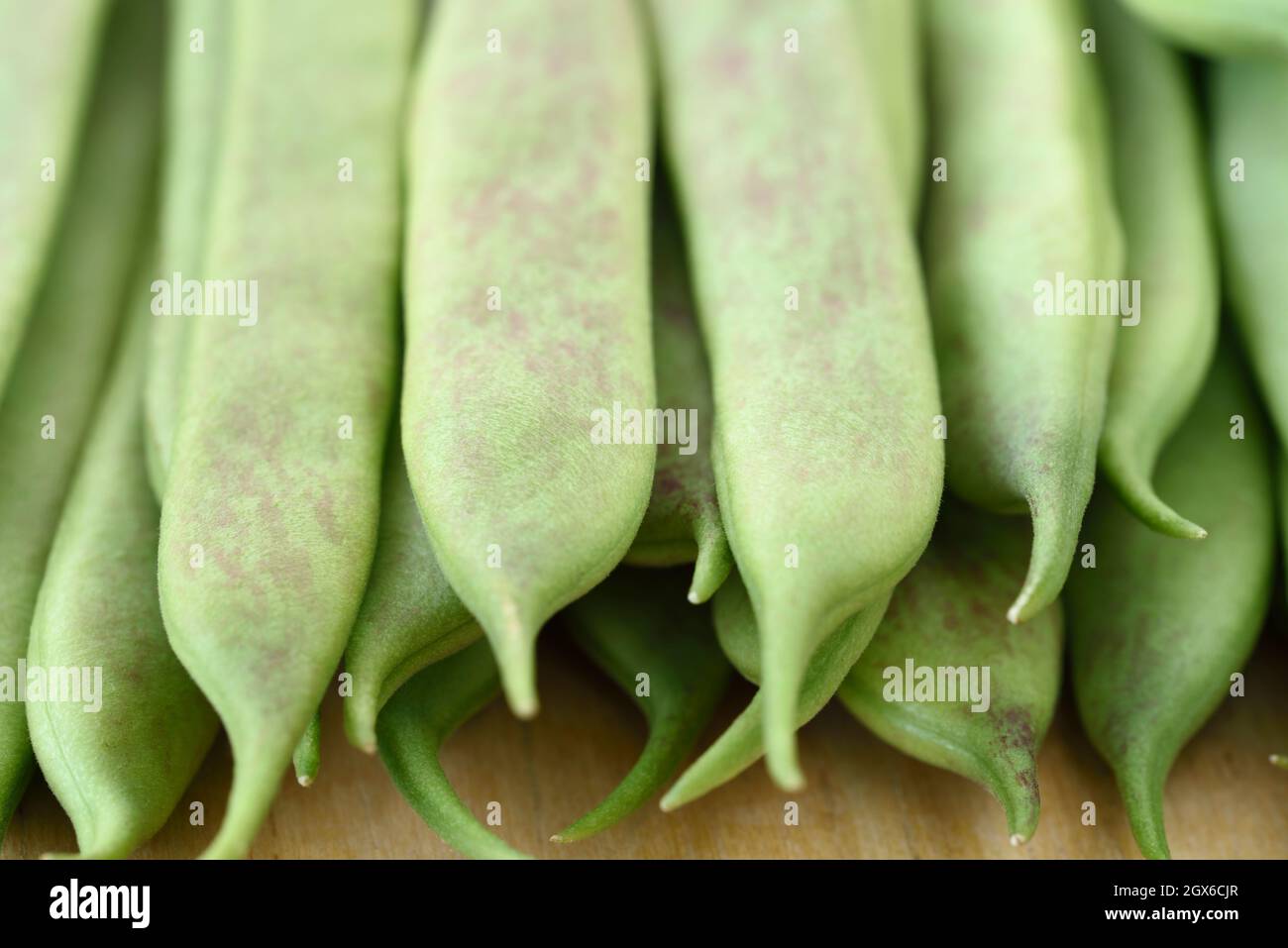 Phaseolus vulgaris  'Borlotto di Vigevano nano'  Dwarf French bean  Picked young pods to use whole as green beans  July Stock Photo