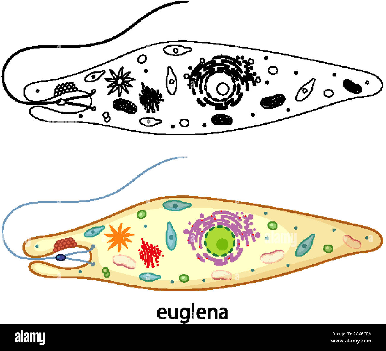 Euglena microscope hi-res stock photography and images - Alamy