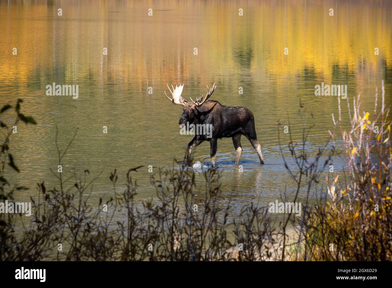 Bull moose in lake with autumn colors Grand Teton, Wyoming Stock Photo