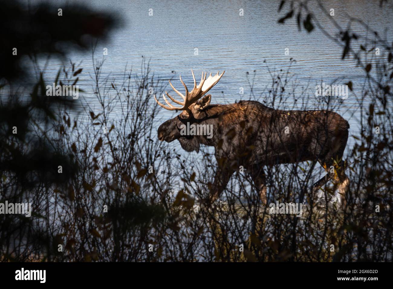 Bull moose in lake with autumn colors Grand Teton, Wyoming Stock Photo