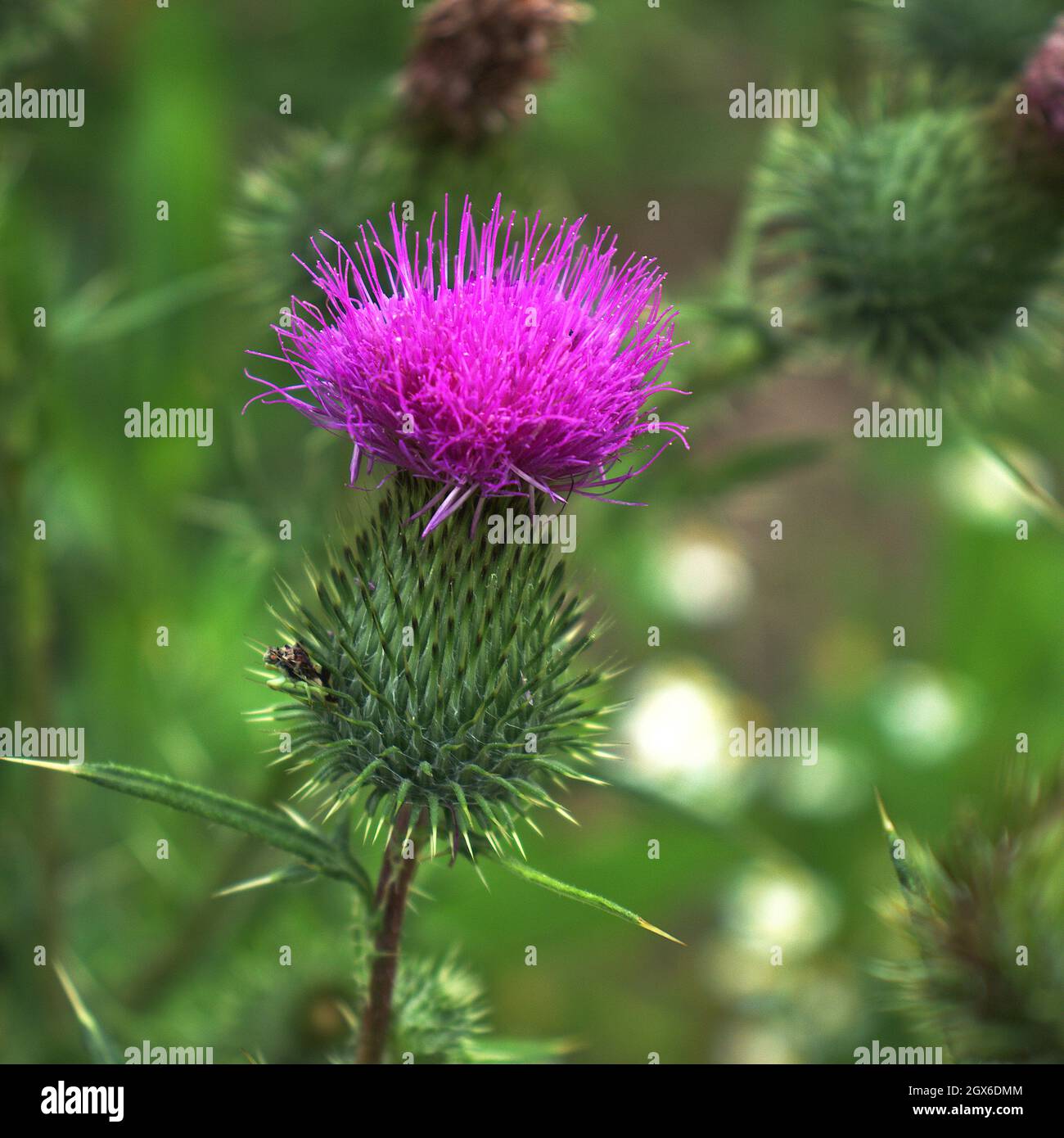 The pink strings of the flower on a green base is wildflower beauty Stock Photo
