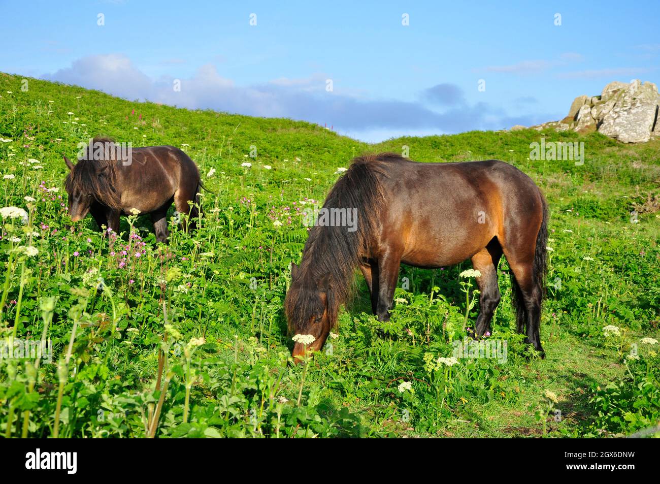 Exmoor ponies graze a headland on St Marys Isles of Scilly to improve the diodiversity of the heath.Cornwall.UK Stock Photo