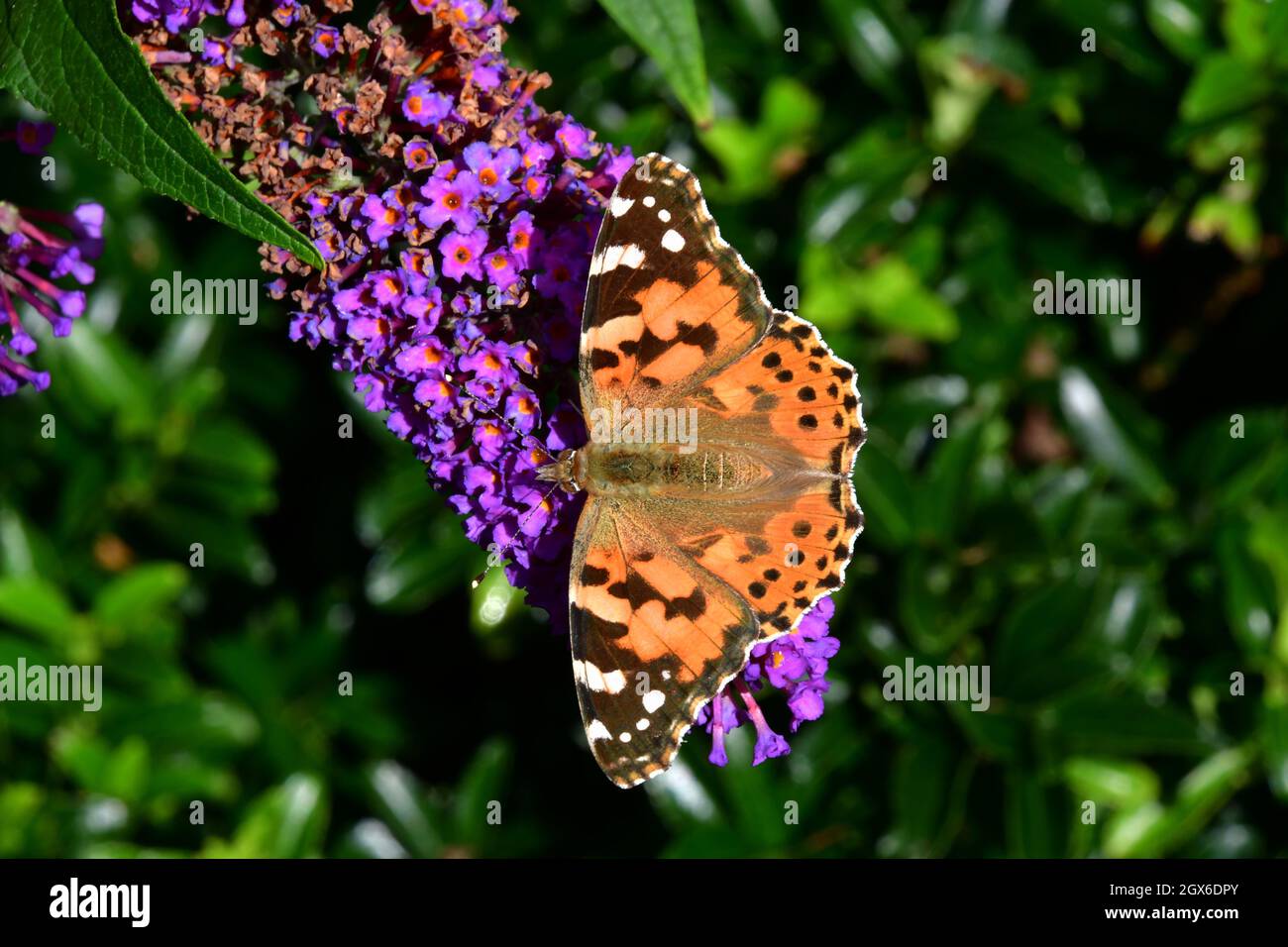 A painted lady butterfly 'Vanessa cardui' feeding on a buddleia flower in a garden in Somerset.UK Stock Photo