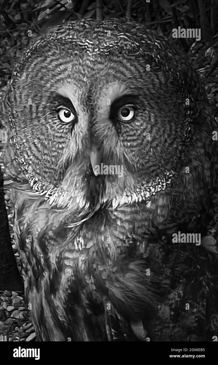 BW Great Grey Owl Stock Photo