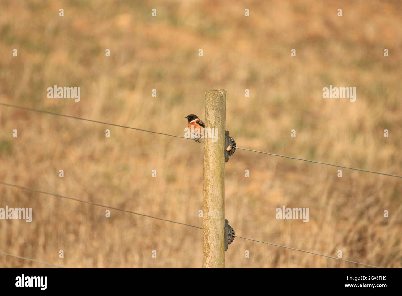 European Stonechat over the wire of a hedge Stock Photo