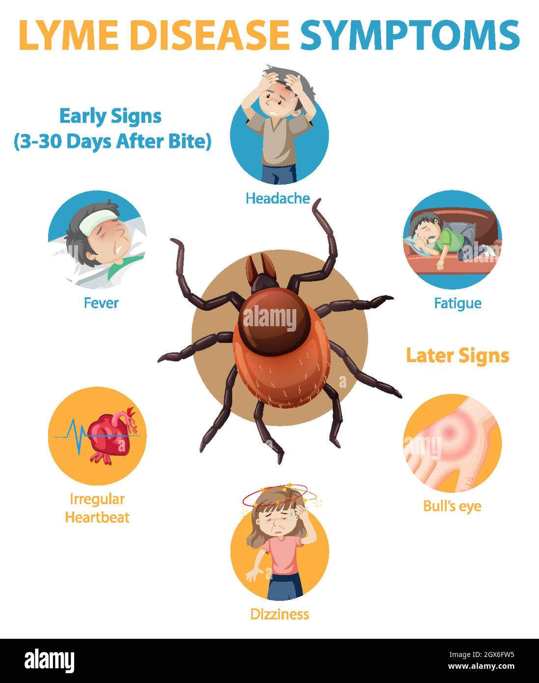 Lyme disease symptoms information infographic Stock Vector