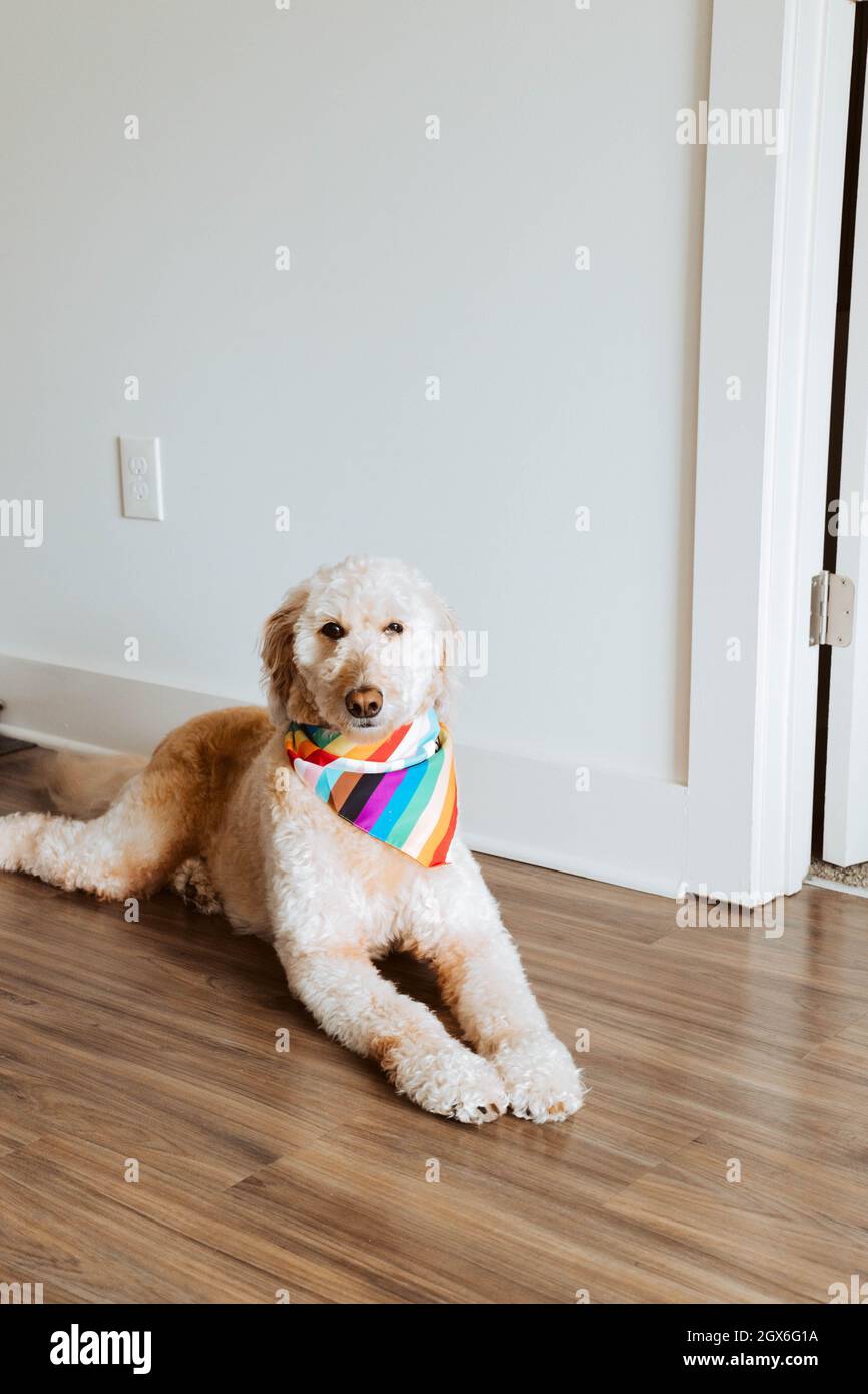 A seven year old Golden doodle dog sitting down on floor, being a good girl. She loves peanut butter, walks, and loves playing with toys all day long. Stock Photo