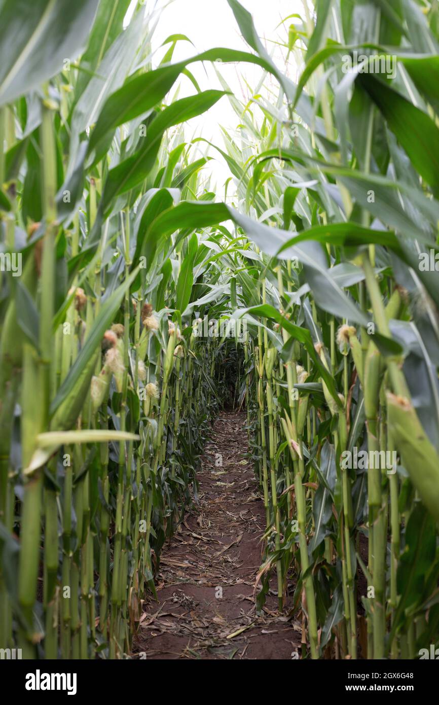 View from inside a corn patch, between two rows Stock Photo Alamy