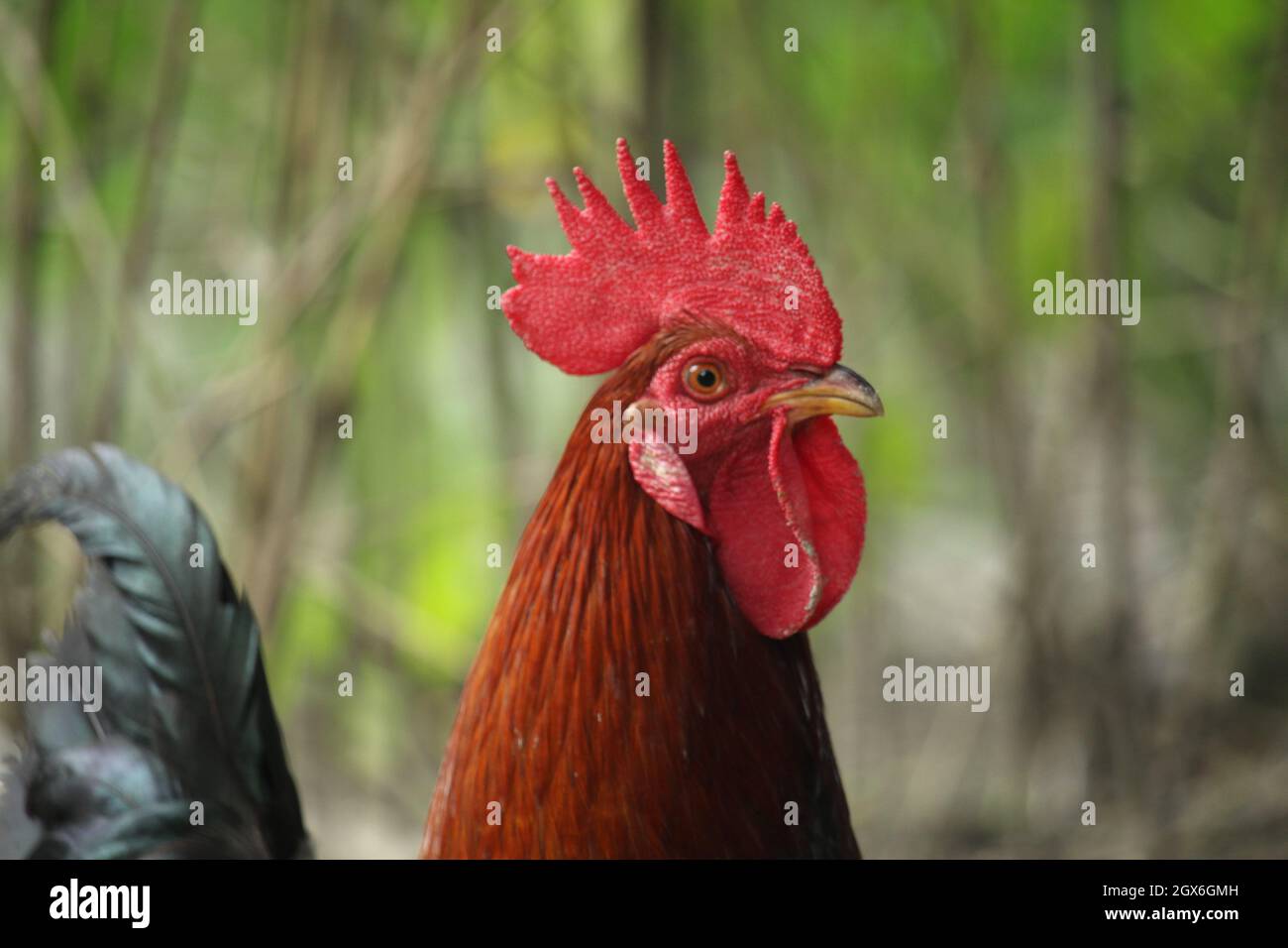 Portrait of a red rooste. The breed of rooster is bangladeshi Stock Photo