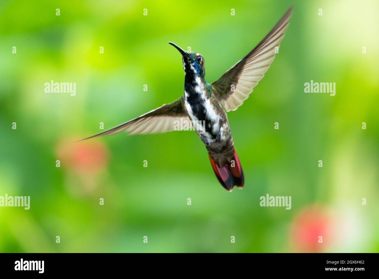A young male Black-throated Mango hummingbird, Anthracothorax Nigricollis, hovers in the air with wings spread and a blurred background. Stock Photo