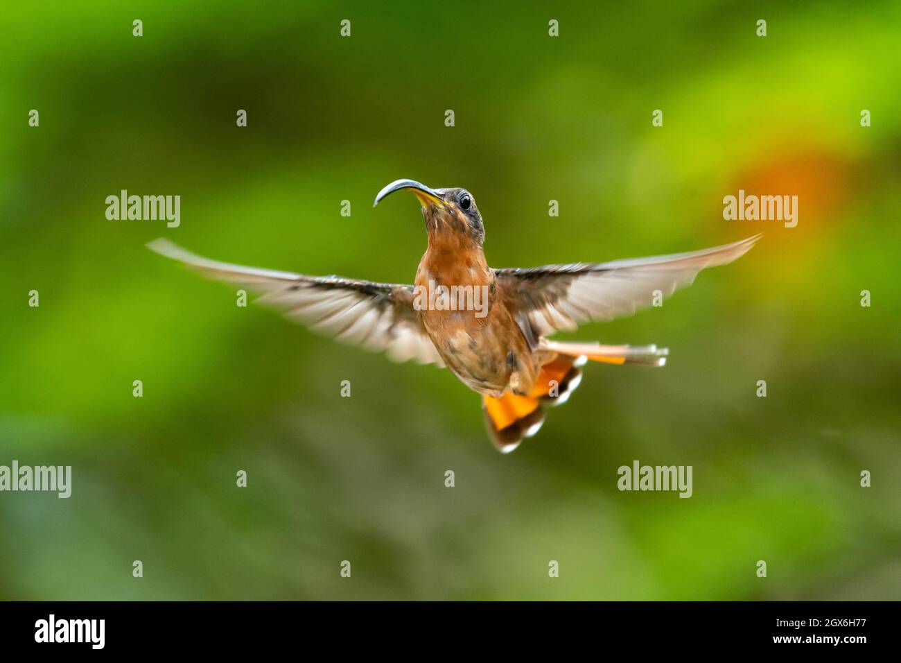 A Rufous-breasted Hermit hummingbird (Glaucis hirsutus) hovering in the air in a unique acrobatic position with a bokeh backgorund. Stock Photo