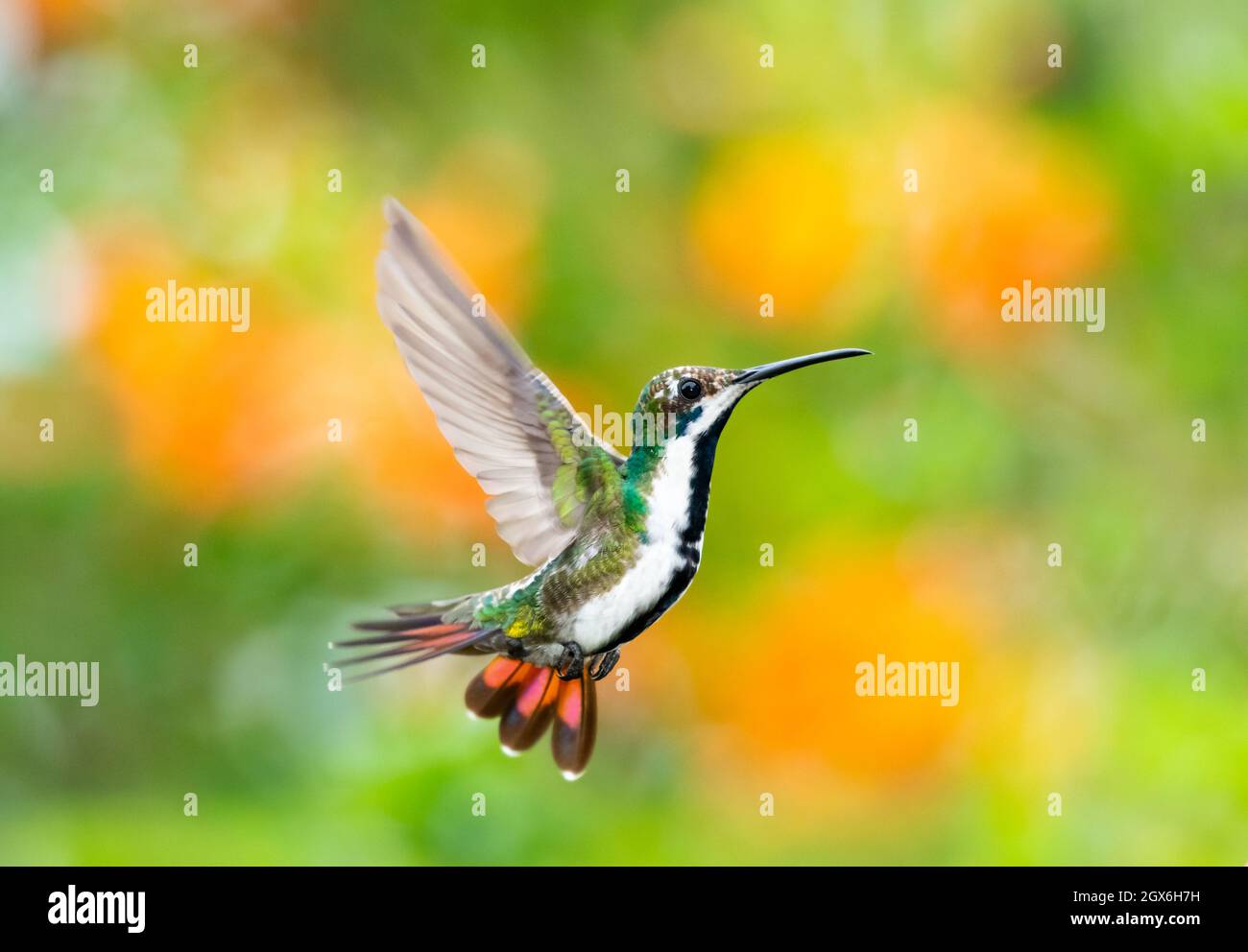 A female Black-throated Mango hummingbird, Anthracothorax Nigricollis, hovering in a unique acrobatic position with a colorful background. Stock Photo