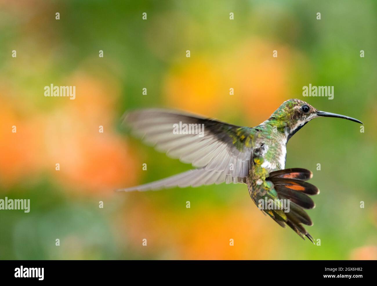 A female Black-throated Mango hummingbird, Anthracothorax Nigricollis, hovering in a unique acrobatic position with a colorful background. Stock Photo