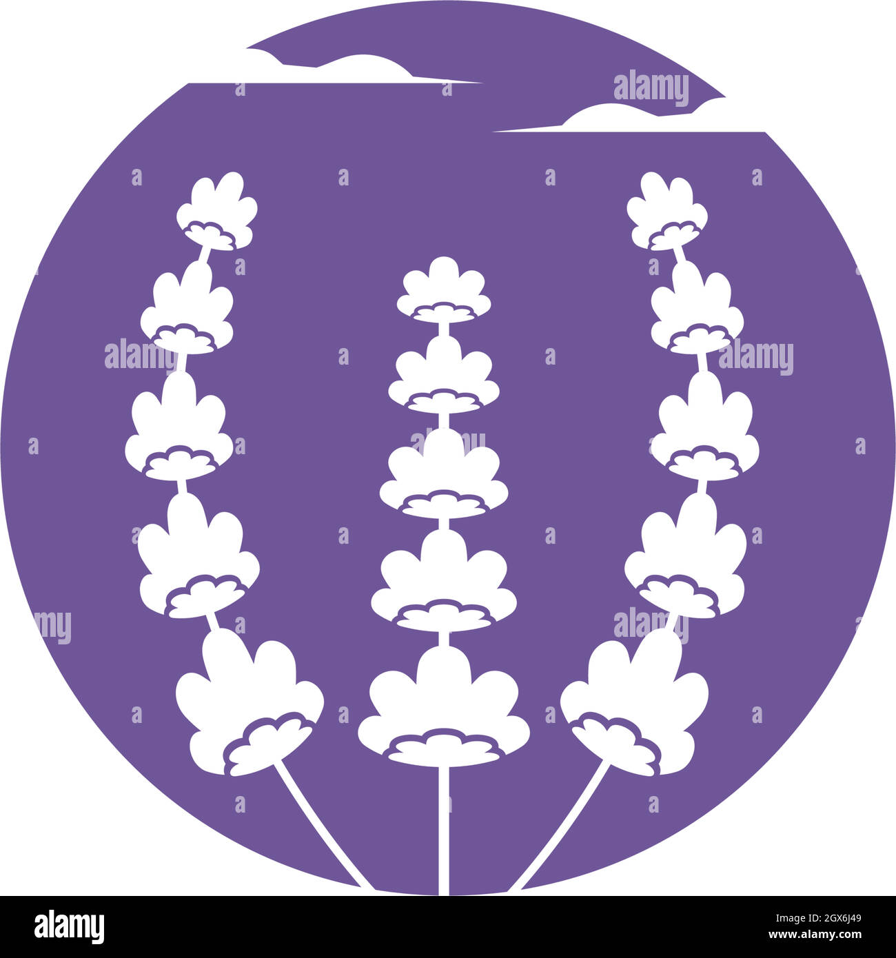 lavender flower vector illustration design Stock Vector Image & Art - Alamy