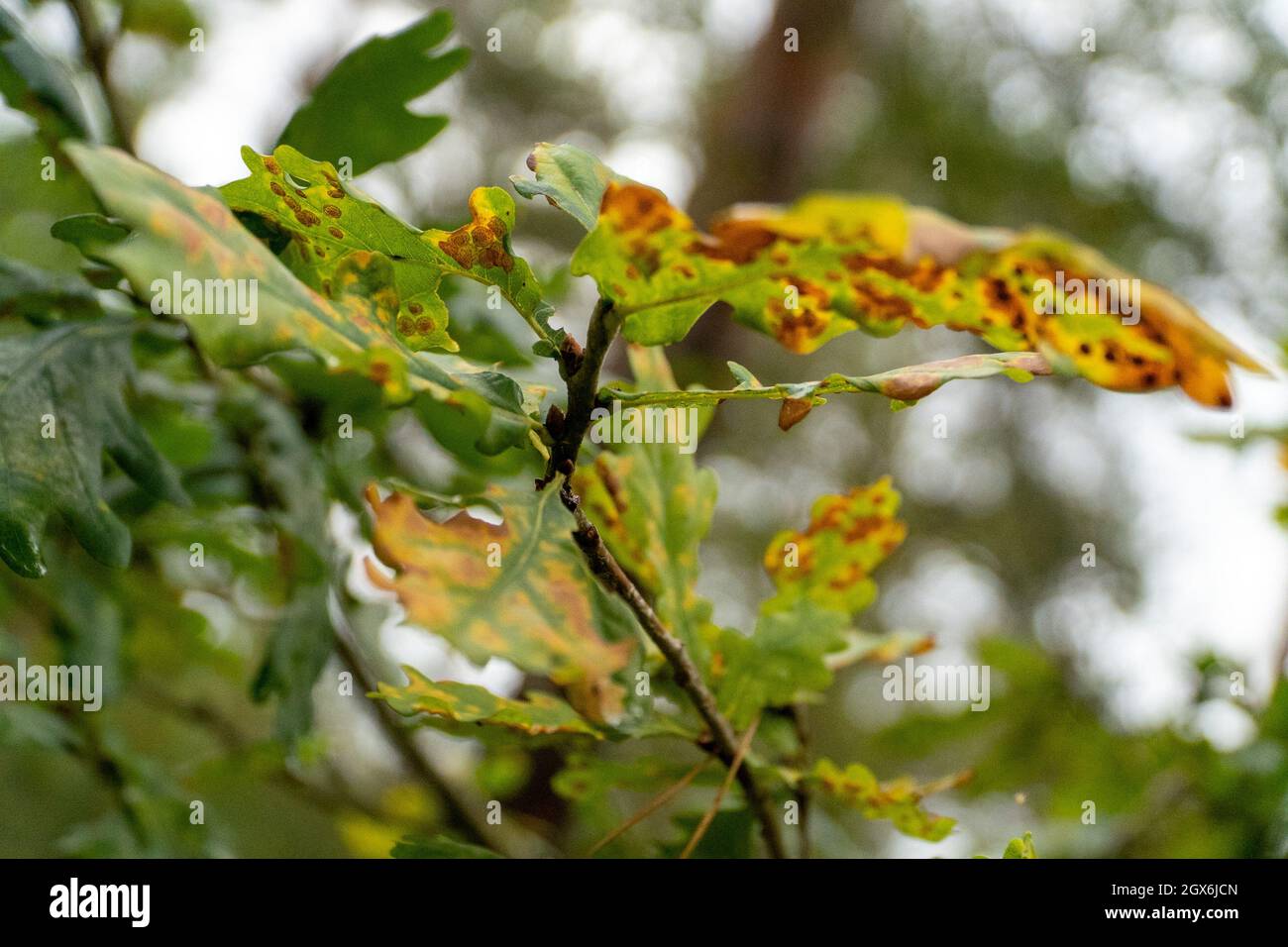 Autumn leaf turning from green to orange Stock Photo Alamy