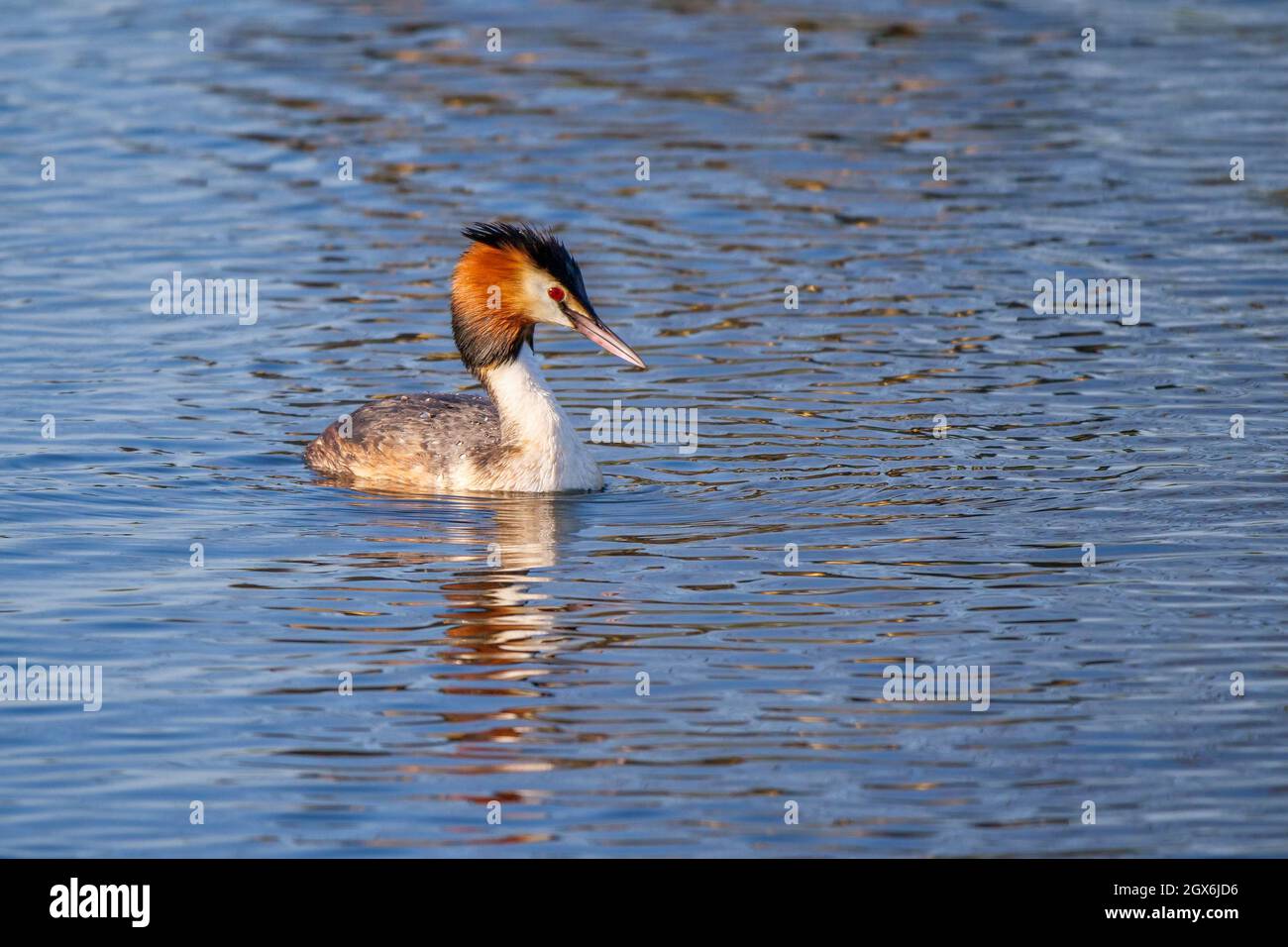 Great Crested Grebe Podiceps cristatus on Water Stock Photo