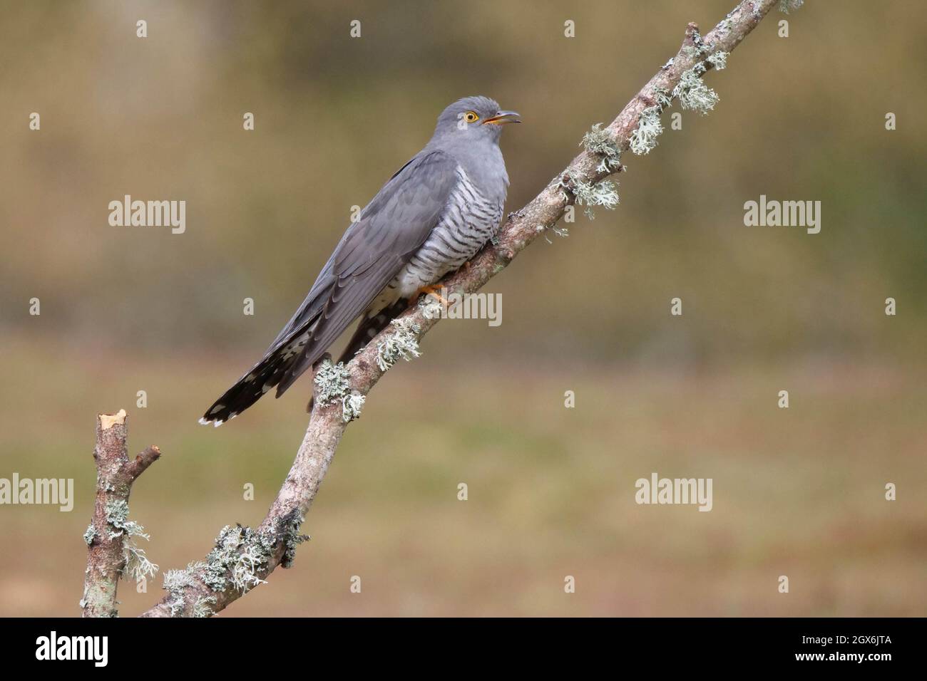 Cuckoo Cuculus canorus Perched on tree limb Stock Photo