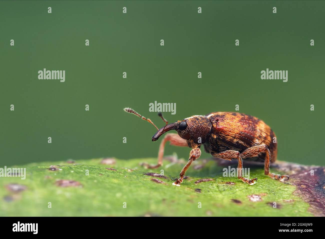 Anthonomus pedicularius weevil at rest on hawthorn leaf. Tipperary, Ireland Stock Photo