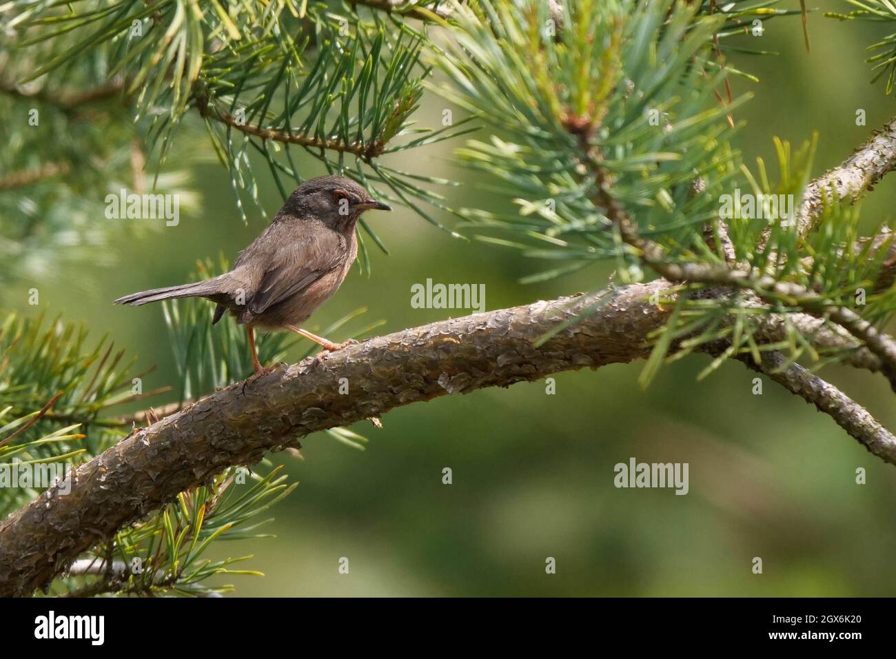 Dartford Warbler Sylvia undata perched in Conifer Stock Photo