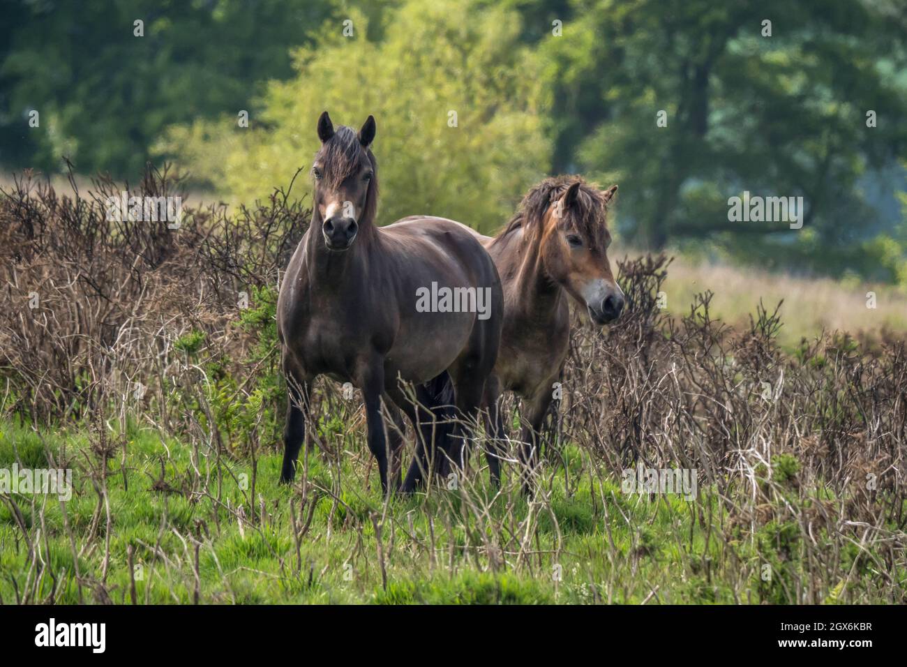 Exmoor Ponies Exmoor National Park Stock Photo